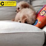 Cavapoos Puppies For Sale