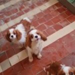 Cavalier King Charles Spaniels Puppies For Sale