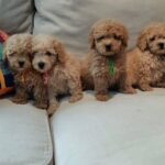 Miniature Poodle Puppies For Sale