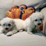 Bichon Maltese Puppies For Reservation