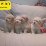 Mini Poodles Puppies For Sale