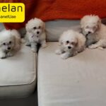 Poochons Puppies For Sale