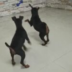 Miniature Pinscher Female Puppies For Sale