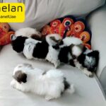 Shih tzu Puppies For Sale