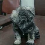 Miniature Schnauzer Puppies For Sale