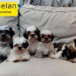 Shih Tzu Puppies For Sale