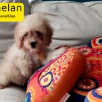 Cavapoos Male Puppy For Sale