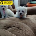 Mini Maltese Female Puppy For Sale