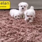 Toy Maltese Puppies for Sale