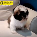 Shih tzu Female Puppy For Sale