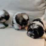 Shih Tzu Puppies For Sale