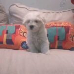 Mini Maltese Female Puppy