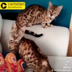 Bengal Female Cats - All Sold
