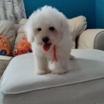 Mini Maltese FeMale Puppy For Sale