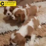 Cavalier King Charles Spaniels For Reservation