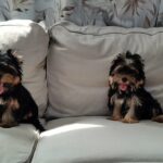 Mini Yorkie Puppies For Sale