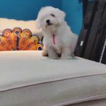 Mini Maltese Female Puppy