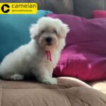 Maltipoo Male Puppy For Sale