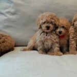 Miniature Poodle Puppies For Sale