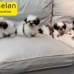 SHIH tzu Puppies For Sale