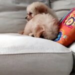 Cavapoos Puppies For Sale