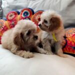 Cavapoos Puppies For Sale