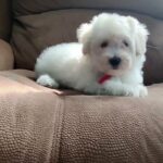 Mini Maltipoo Puppy For Sale