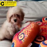 Cavapoos Male Puppy For Sale