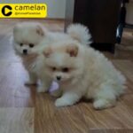 Mini Pomeranian Puppies For Sale