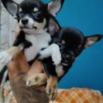 Super Mini Chihuahua Puppies For Sale