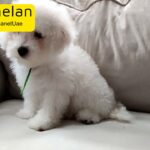 Bichon Frise Male Puppy For Sale