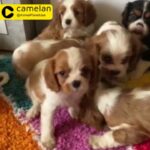 Cavalier King Charles Spaniels