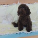 Chocolate Poodle Male Puppy
