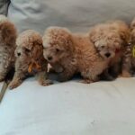 Mini Poodle Puppies For Sale