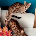 Bengal Adult Female Cats For Sale