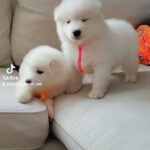 Samoyed Puppies For Reservations