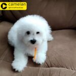 Bichon Frise Female Puppy