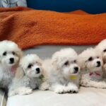 Poochons Puppies For Sale