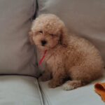 Mini Poodle Puppy For Sale