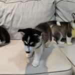 Siberian Husky Puppies For Sale