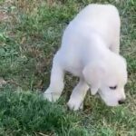 Labrador Puppies For Sale