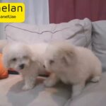 Toy Poochons Puppies For Sale