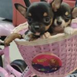 Super Mini Chihuahua Puppies For Sale