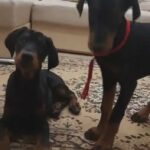 Doberman Puppies Available For Sale