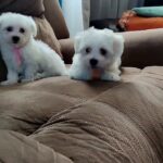 Mini Maltese Puppies
