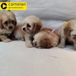 Cavapoos Puppies For Sale