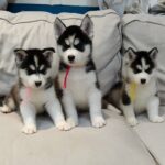 Siberian Husky Puppies For Sale