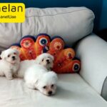 Mini Maltese Puppies For Sale
