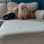 Toy Poodle Male Puppies For Sale