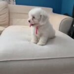 Mini Maltese FeMale Puppy